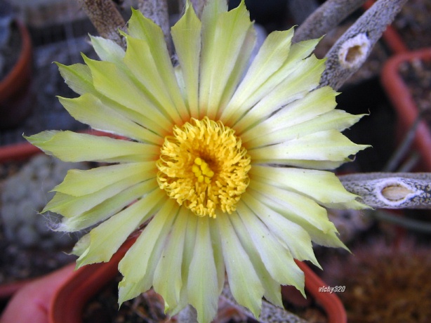 Astrophytum caput-medusae 