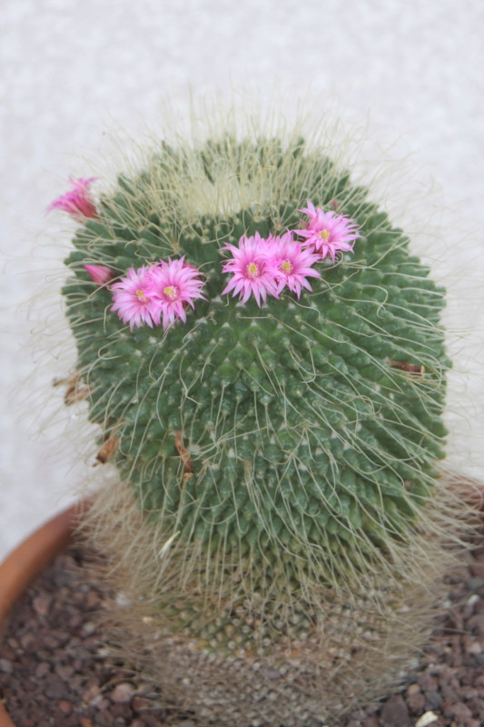 mammillaria  