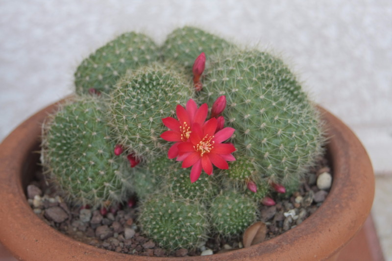 Rebutia fusca 