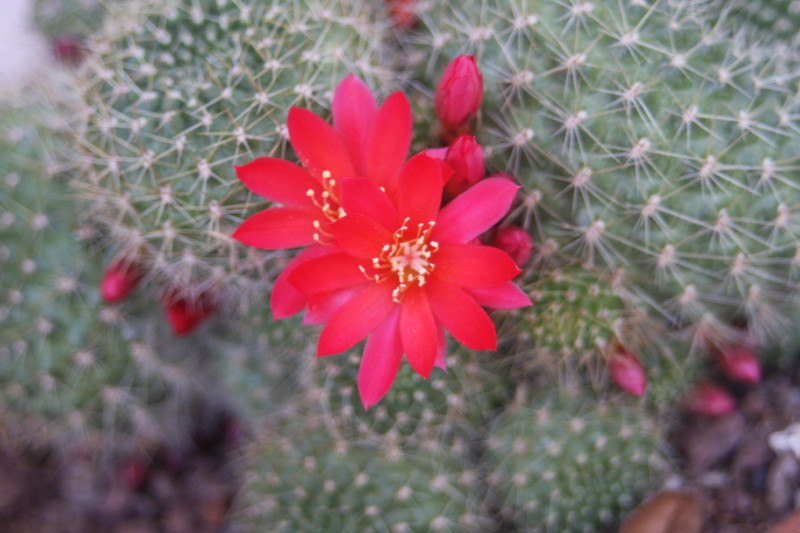 Rebutia fusca 