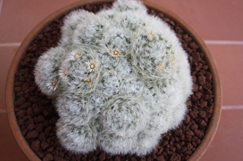 mammillaria  