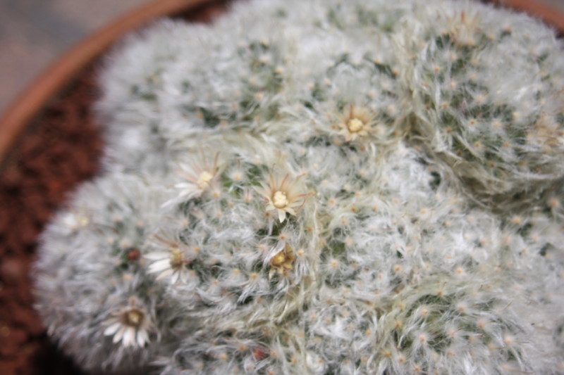 mammillaria  