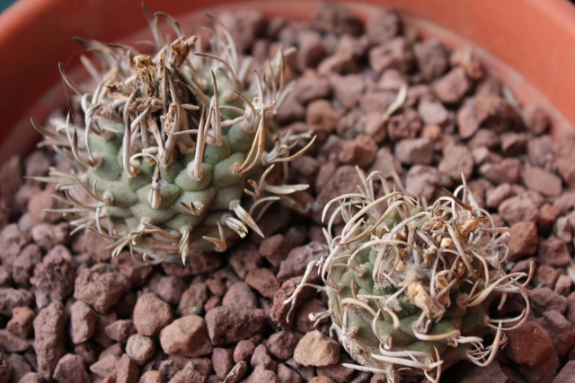 Turbinicarpus  