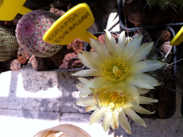 Copiapoa esmeraldana 