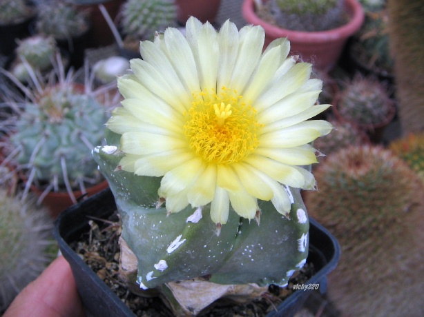 Astrophytum myriostigma cv. wipler 