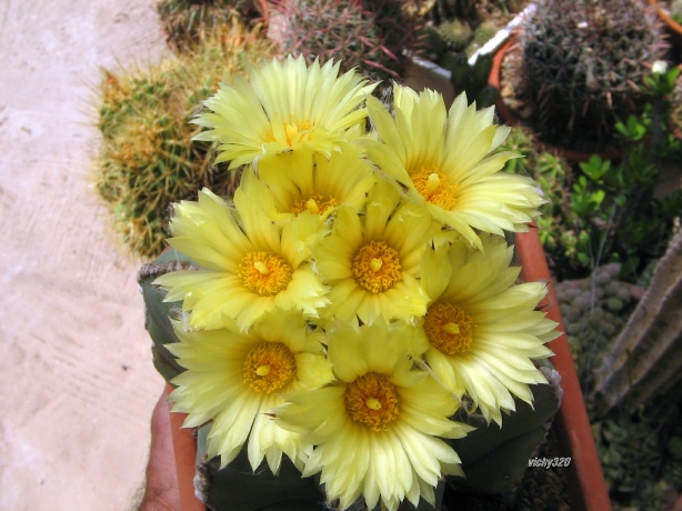 Astrophytum myriostigma v. nudum 