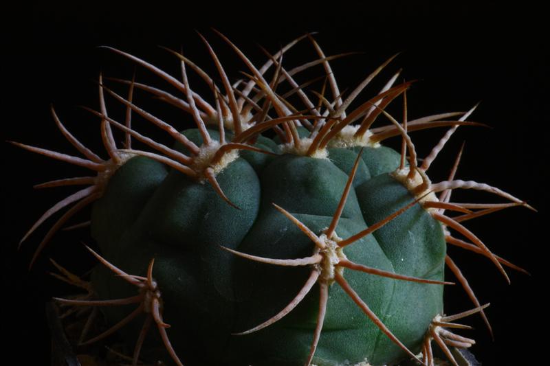 Gymnocalycium ambatoense 