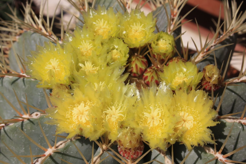 Ferocactus glaucescens 