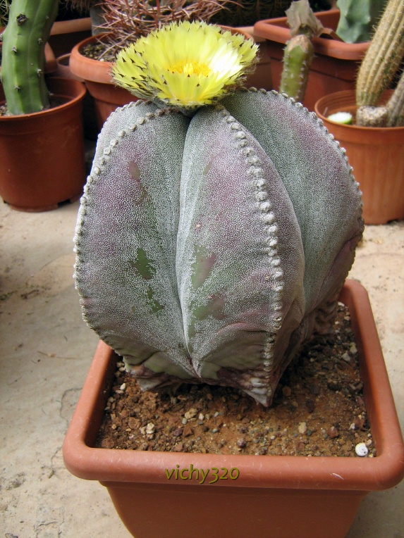 Astrophytum myriostigma 