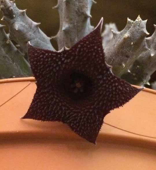 huernia x pendurata