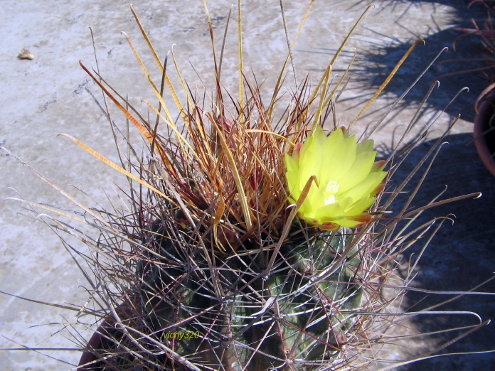 Ferocactus hamatacanthus v. papyracanthus 