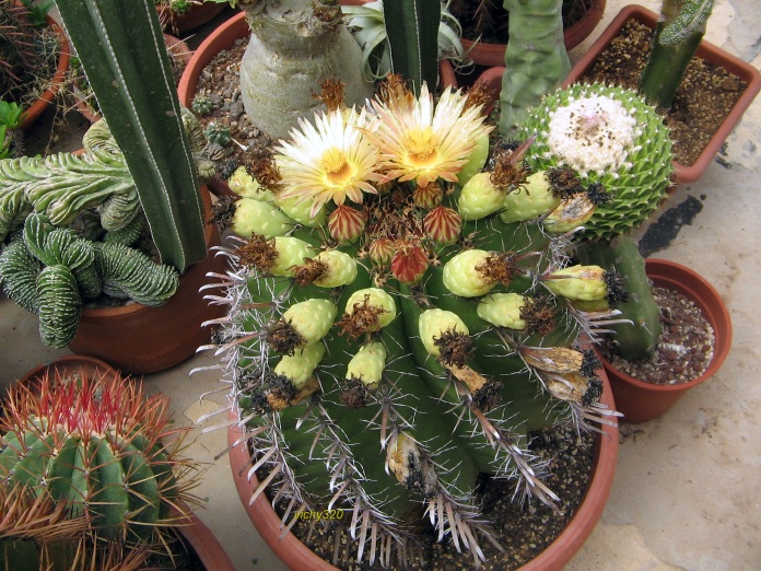 Ferocactus wislizeni ssp. herrerae 