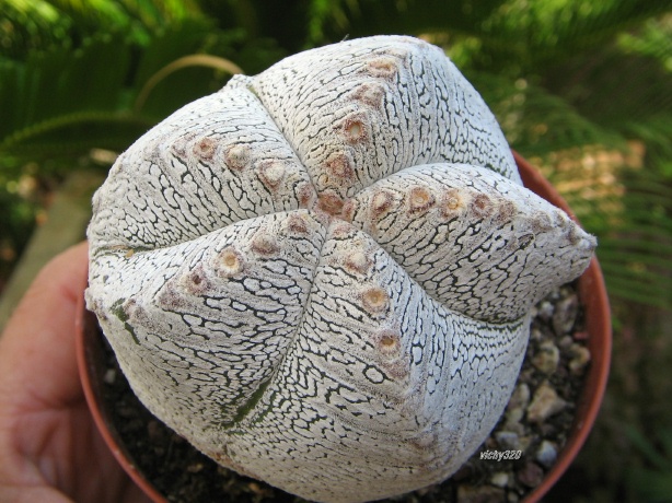 Astrophytum myriostigma cv. onzuka 