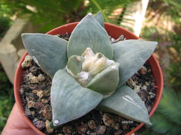 Ariocarpus retusus 