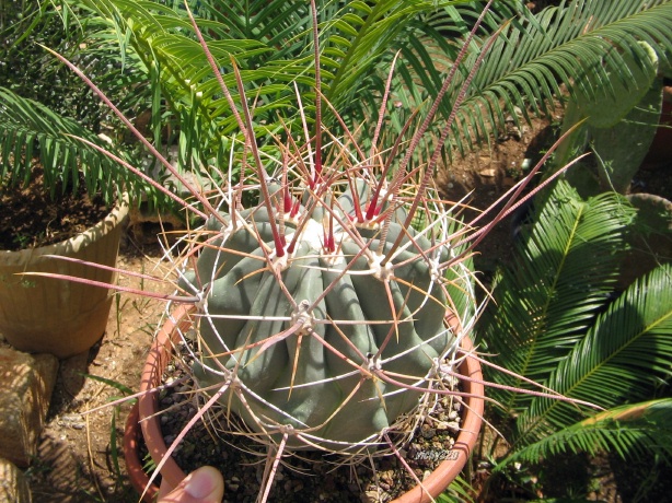 Ferocactus rectispinus SB 1700