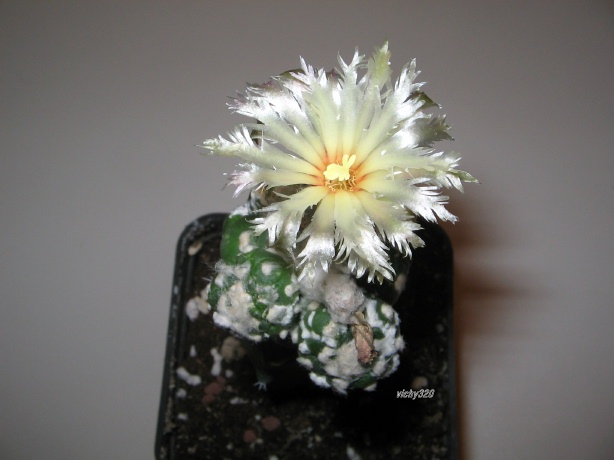 Astrophytum asterias cv. kikko turtle shell form 