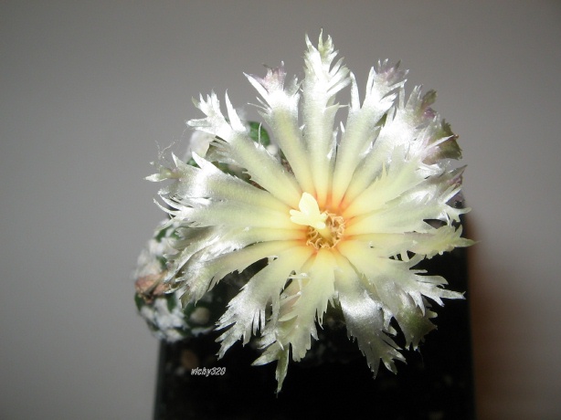 Astrophytum asterias cv. kikko turtle shell form 