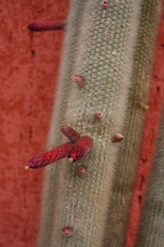 Cleistocactus strausii 