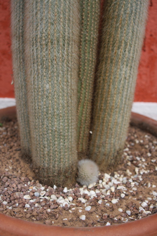 Cleistocactus strausii 