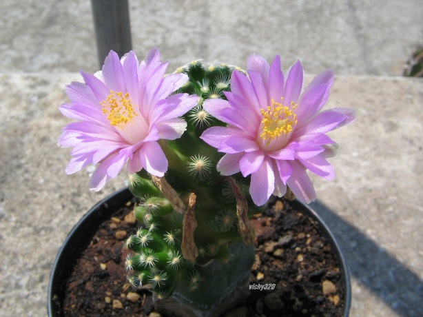 Mammillaria saboae ssp. roczekii 