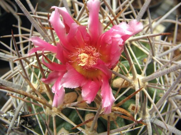 Ferocactus fordii 