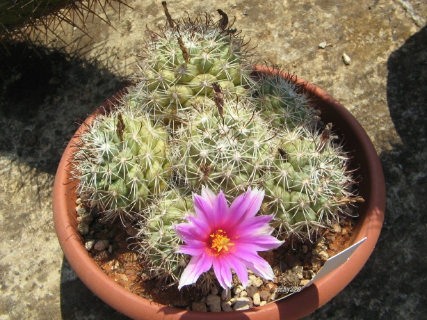 Mammillaria schumannii v. globosa 