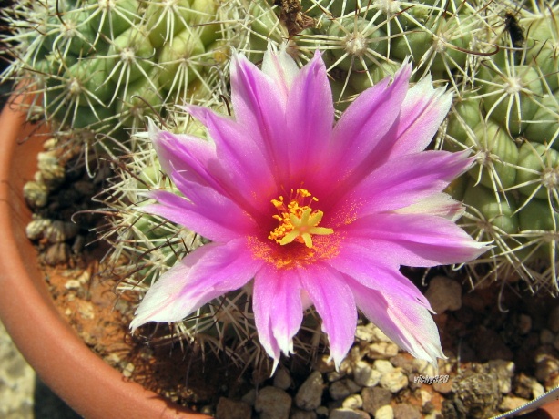 Mammillaria schumannii v. globosa 