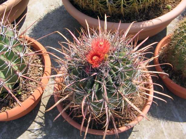 ferocactus californicus