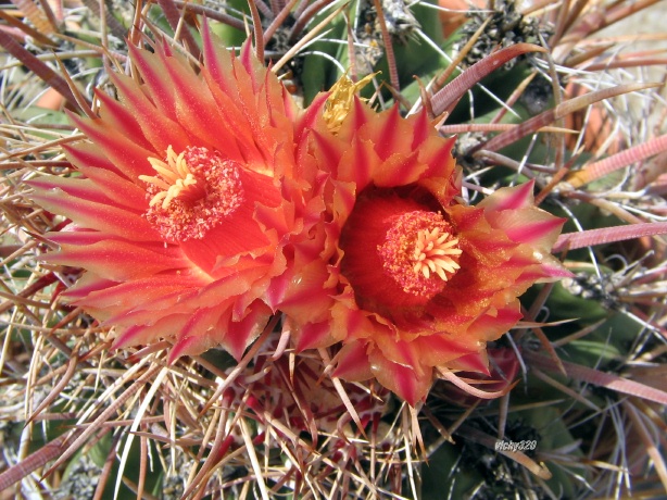 Ferocactus californicus 