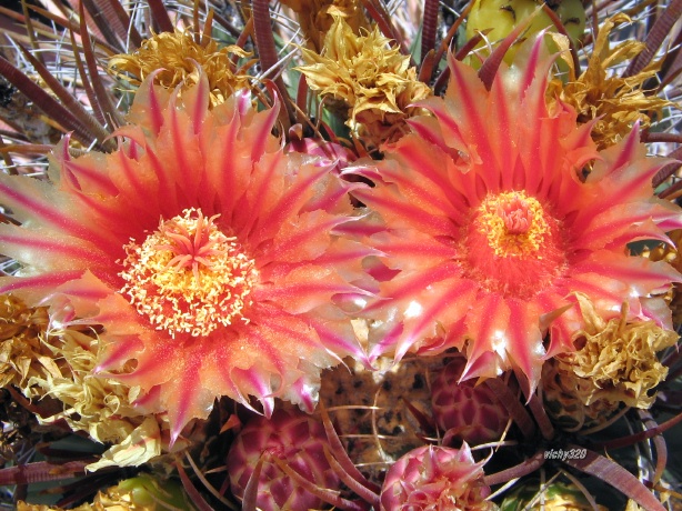 Ferocactus gracilis ssp. coloratus 