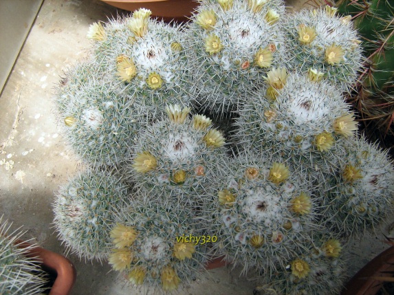 Mammillaria parkinsonii 