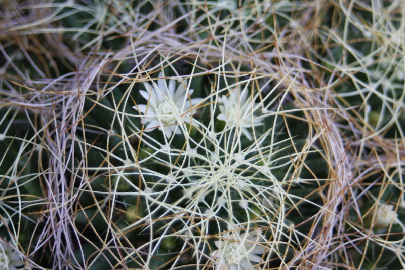 Mammillaria decipiens ssp. camptotricha 