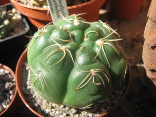 Gymnocalycium megalothelon 