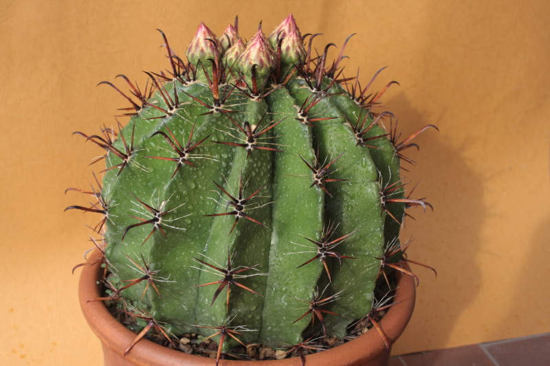 Ferocactus wislizeni ssp. herrerae 