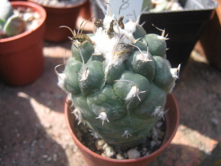 Turbinicarpus lophophoroides 