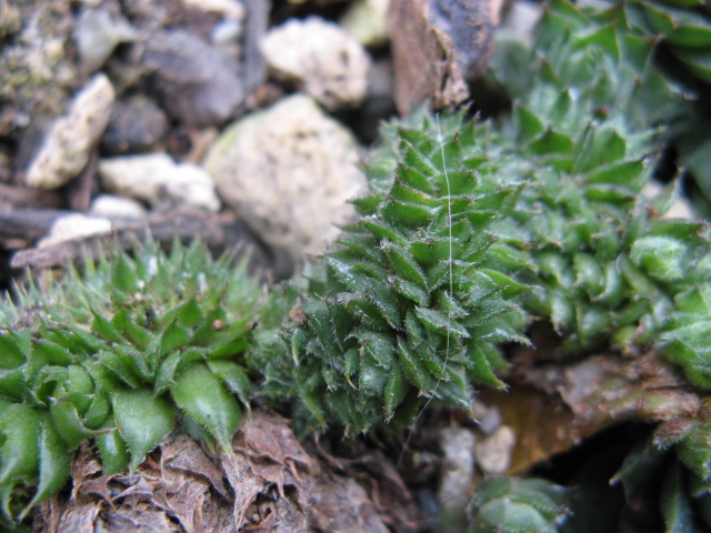 sempervivum calcareum f. cristatum