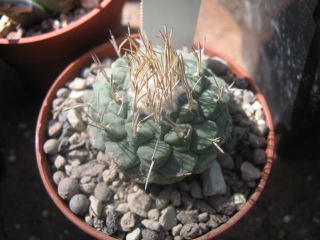 Strombocactus disciformis 