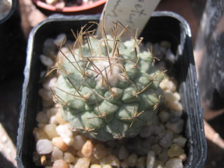 Strombocactus disciformis 