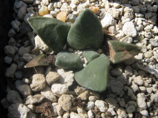 Ariocarpus furfuraceus v. rostratus 