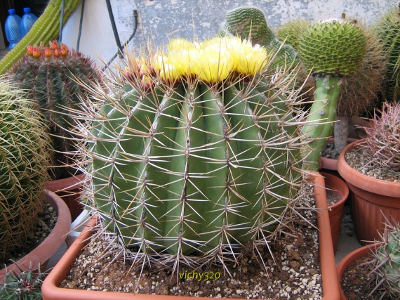 Ferocactus alamosanus 