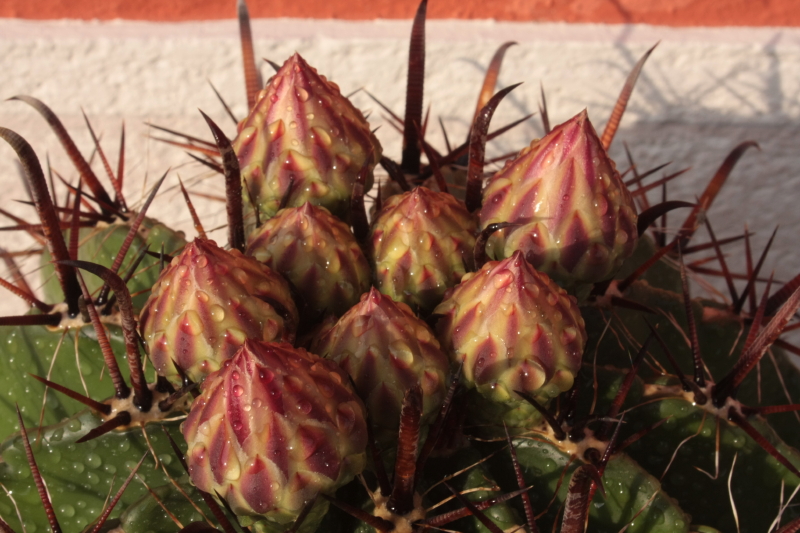 Ferocactus wislizeni ssp. herrerae 