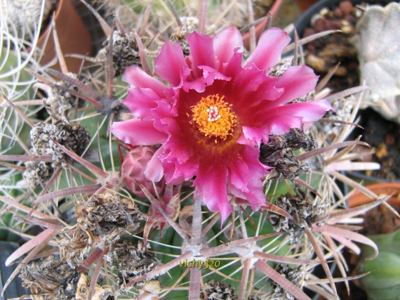 Ferocactus fordii 