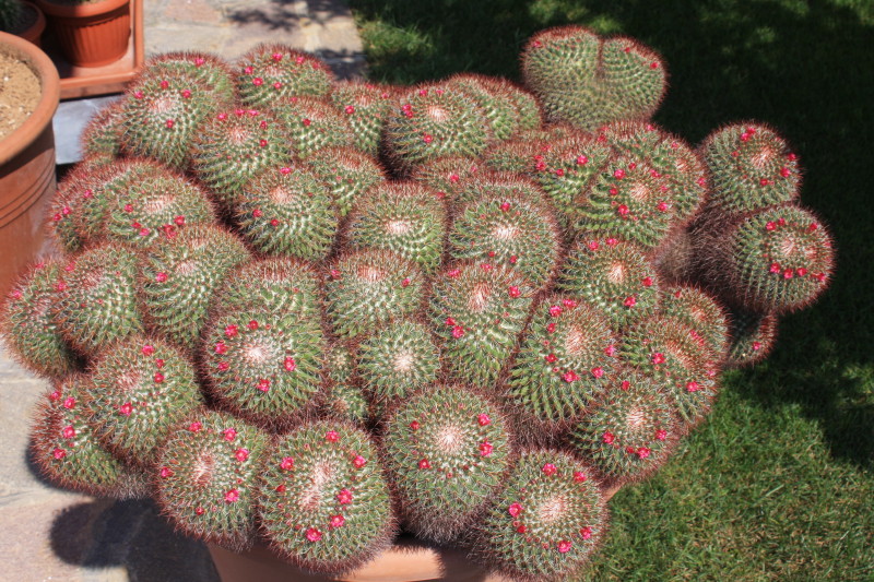 mammillaria rhodantha ssp. mccartenii