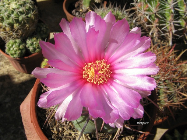 Echinocactus horizonthalonius 