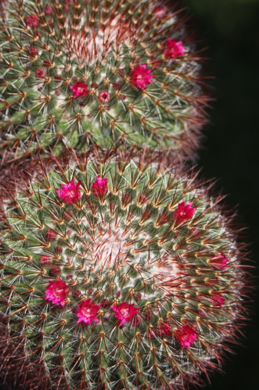 Mammillaria rhodantha ssp. mccartenii 