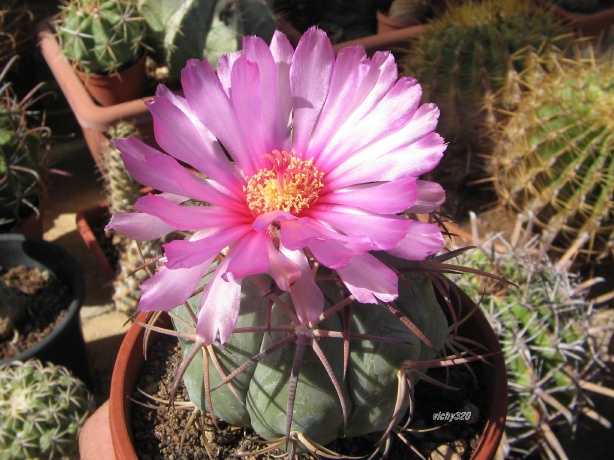 Echinocactus horizonthalonius 