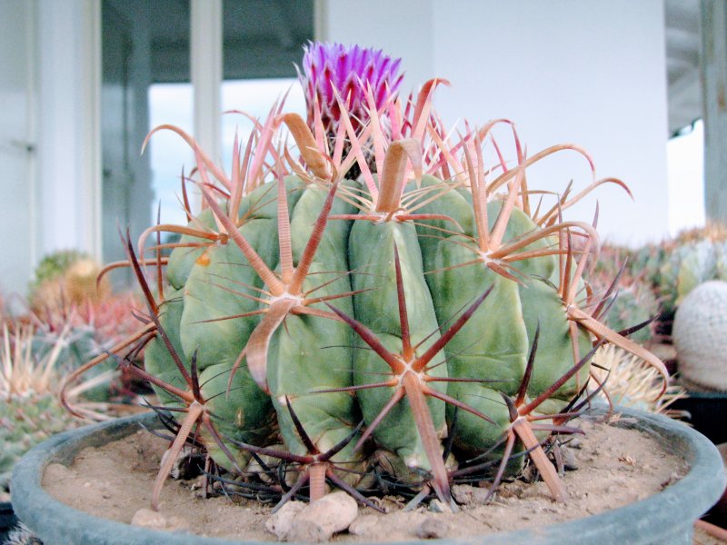 Ferocactus latispinus 