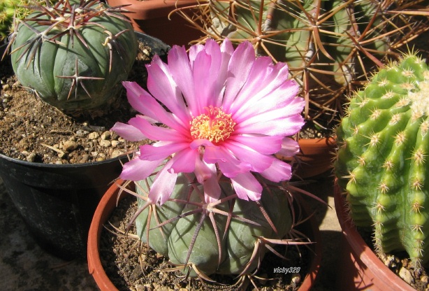 Echinocactus horizonthalonius 