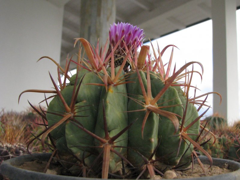 Ferocactus latispinus 