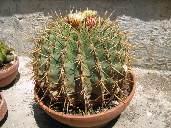 Ferocactus histrix 